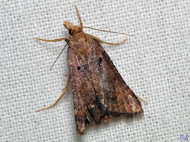 Stemmatophora brunnealis - barna fényilonca