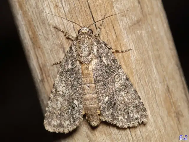 Acronicta rumicis - sóska-szigonyosbagoly