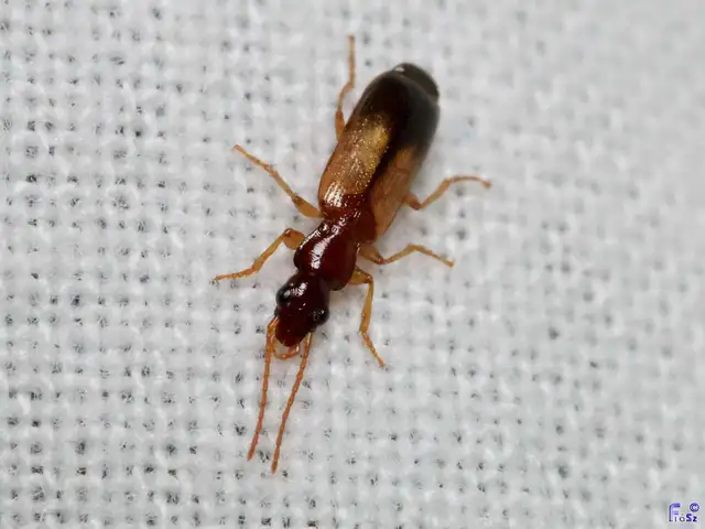 Paradromius linearis - karcsú kéregfutó