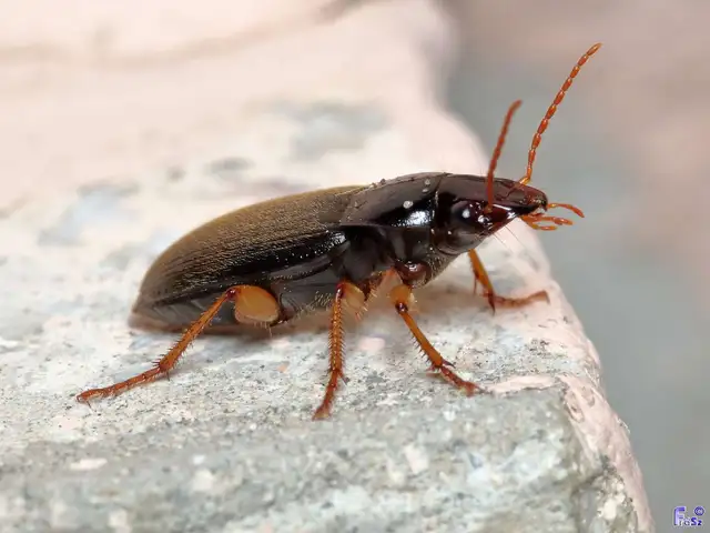 Harpalus griseus - kis selymesfutó