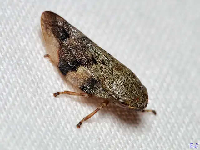Aphrophora alni