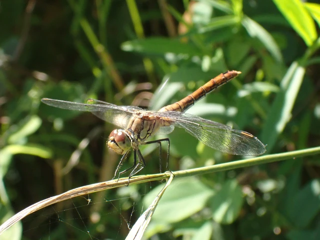Sympetrum sanguineum - vörös katona-szitakötő