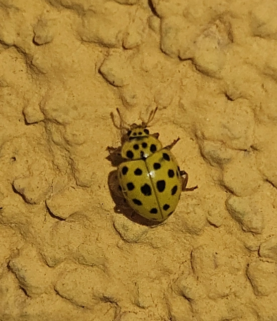 Psyllobora vigintiduopunctata - huszonkétpettyes katica