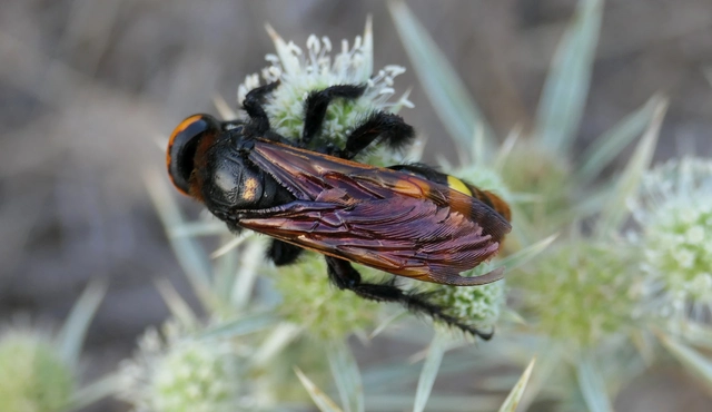 Megascolia maculata - óriás-tőrösdarázs