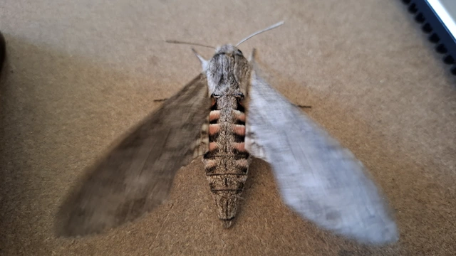 Agrius convolvuli - szulákszender