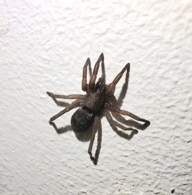 Scotophaeus