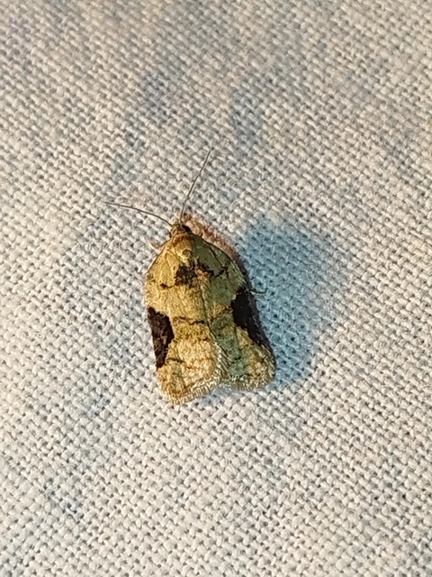 Acleris lacordairana - szilfa-levélmoly