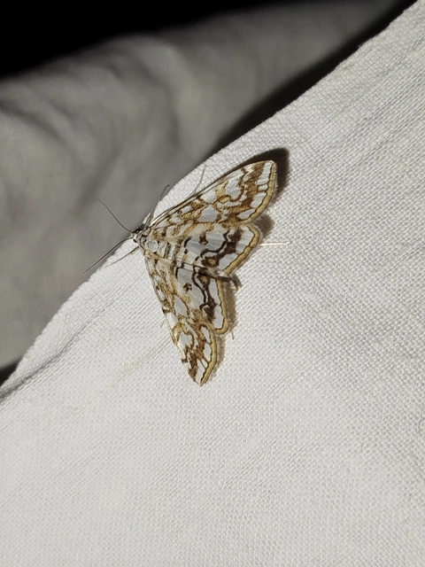 Elophila nymphaeata - tarka vízimoly