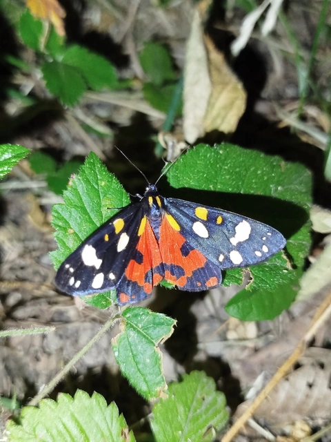 Callimorpha dominula - fémes medvelepke