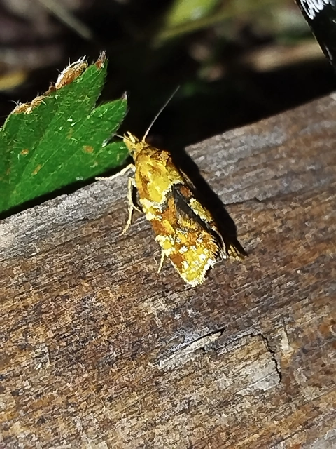 Aethes hartmanniana - ördögszem-fúrómoly