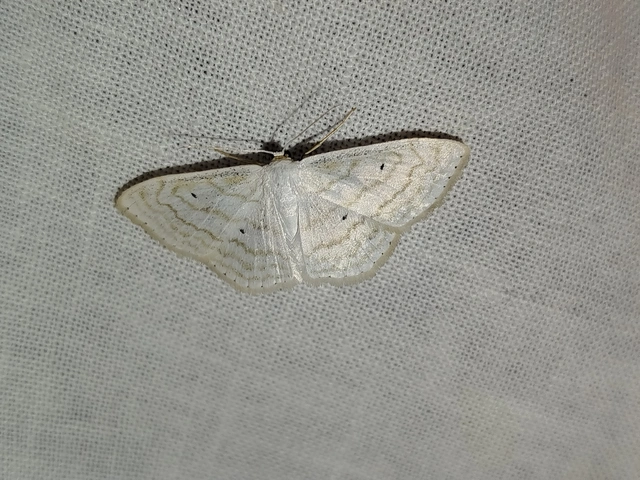Scopula subpunctaria - törtvonalas sávosaraszoló