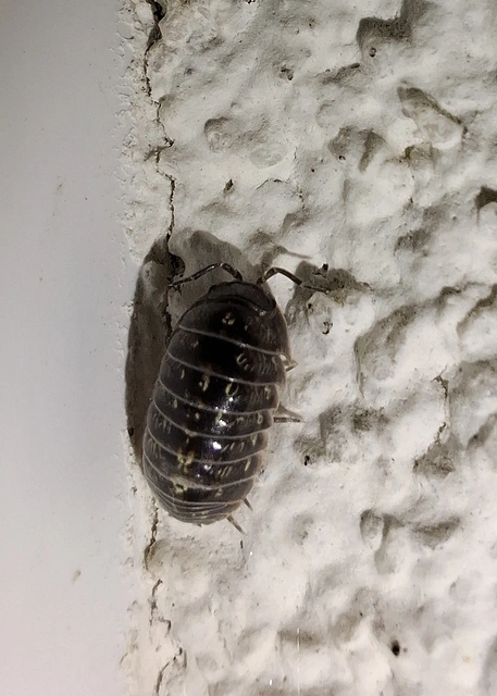 Isopoda - Ászkarákok