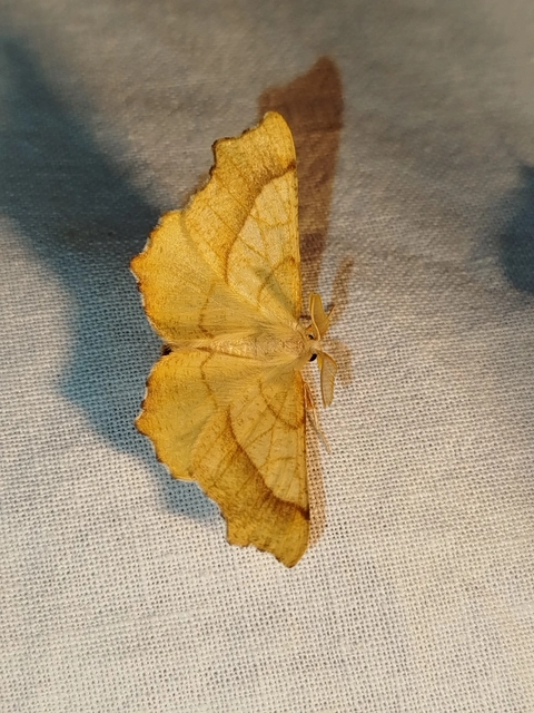 Ennomos quercinaria - tölgyfa-levélaraszoló