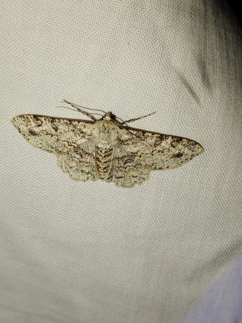 Ascotis selenaria - holdas faaraszoló