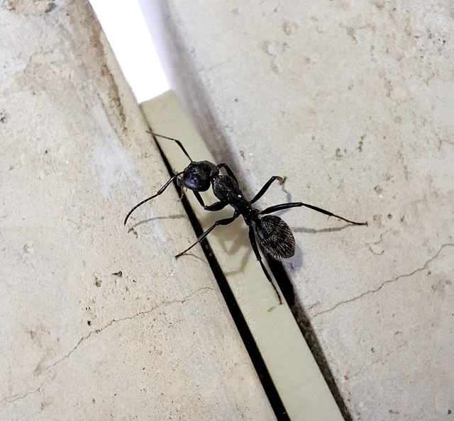 Camponotus vagus - fekete lóhangya