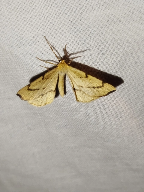 Hypoxystis pluviaria - hegyesszárnyú lápiaraszoló