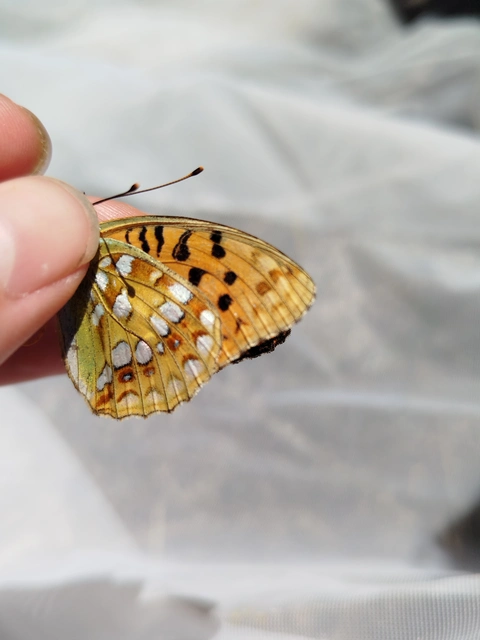 Argynnis adippe - ezüstös gyöngyházlepke