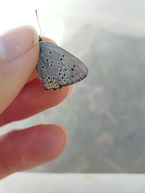 Lycaena alciphron - ibolyás tűzlepke