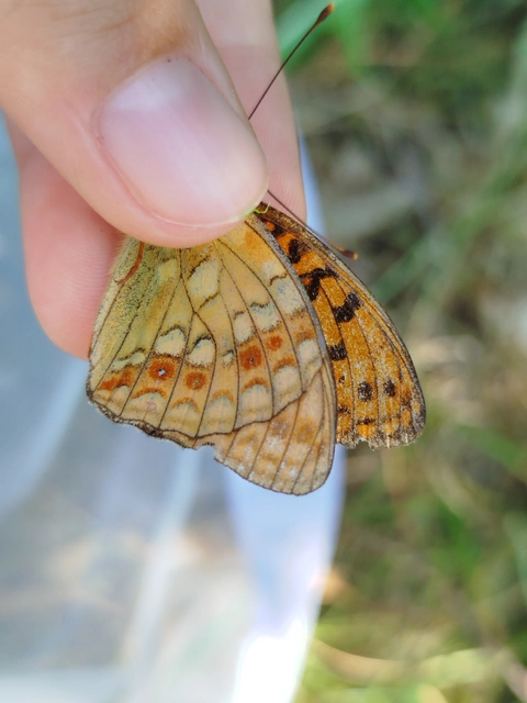 Argynnis adippe - ezüstös gyöngyházlepke