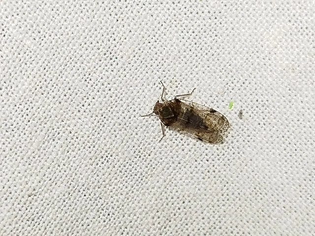 Cixius