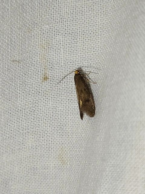 Agnoea