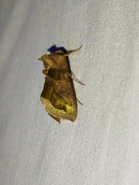 Diachrysia chrysitis - aranybagoly