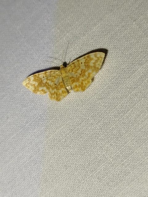 Hydrelia flammeolaria - narancssárga araszoló