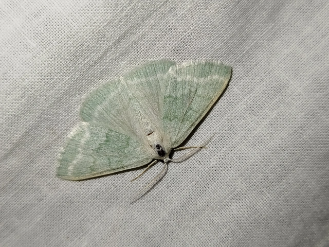 Pseudoterpna pruinata - hamvas zöldaraszoló