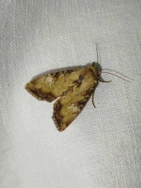 Loscopia scolopacina - csinos dudvabagoly