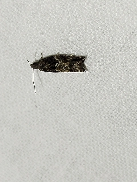 Epinotia