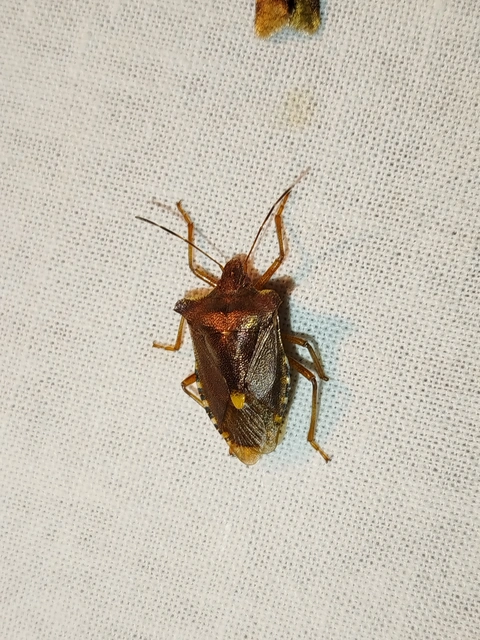 Pentatoma rufipes - vöröslábú címerespoloska Pentatoma rufipes - vöröslábú címerespoloska