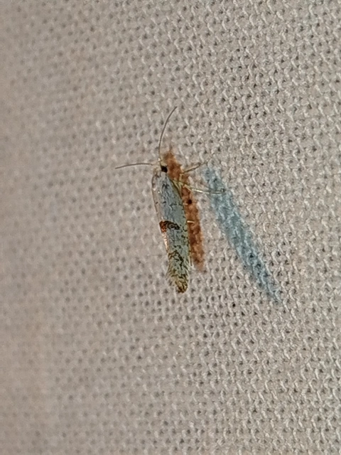 Argyresthia