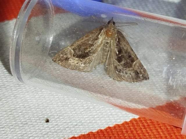Hypena crassalis - fehérszegélyű karcsúbagoly