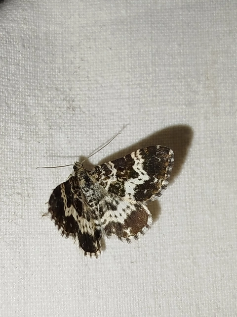 Epirrhoe tristata - gyászos tarkaaraszoló