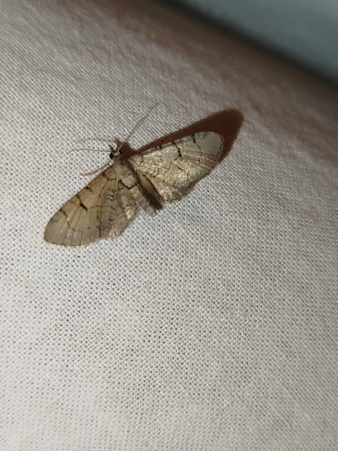 Eupithecia silenicolata - habszegfű-törpearaszoló