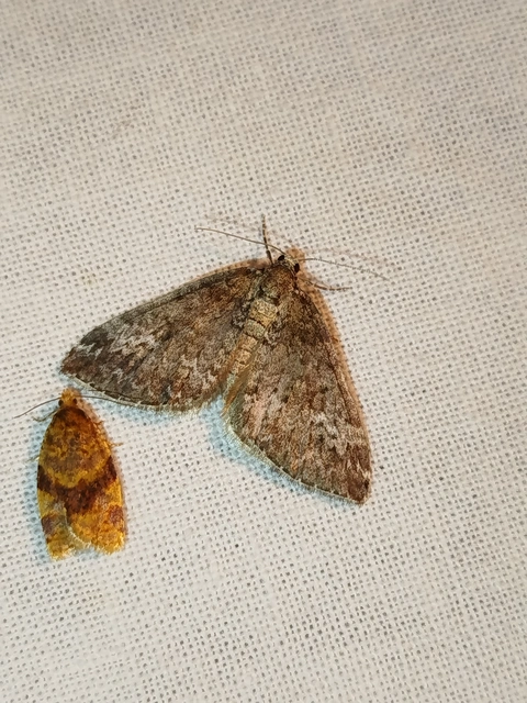 Perizoma hydrata - habszegfű-araszoló