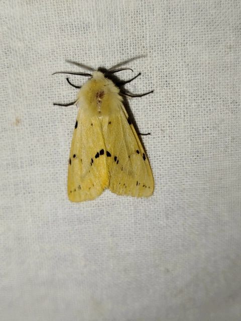 Spilarctia lutea - sárgás medvelepke