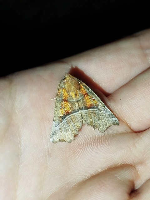 Scoliopteryx libatrix - vörös csipkésbagoly