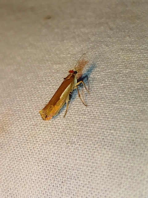 Ypsolopha parenthesella - gyertyánfonó tarkamoly