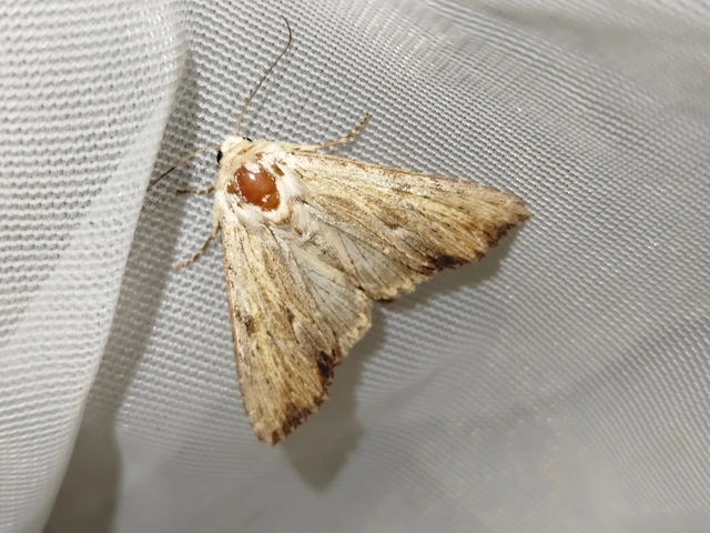 Apamea lithoxylaea - fakó dudvabagoly