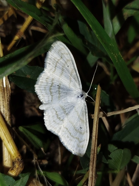Scopula subpunctaria - törtvonalas sávosaraszoló