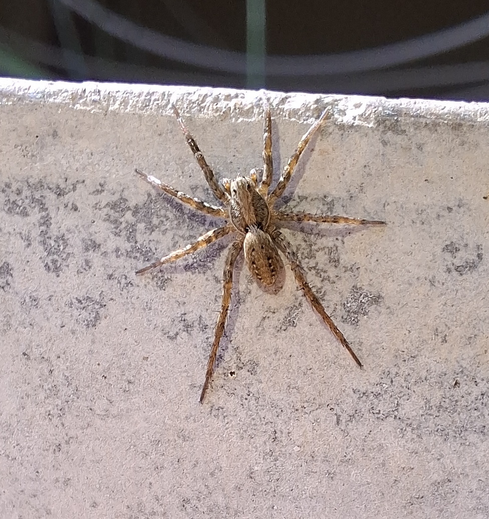 Xerolycosa miniata