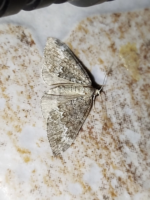 Perizoma hydrata - habszegfű-araszoló