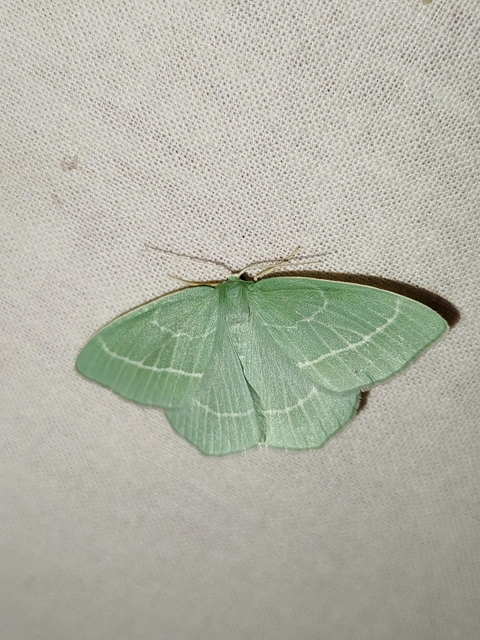 Hemistola chrysoprasaria - kékes zöldaraszoló