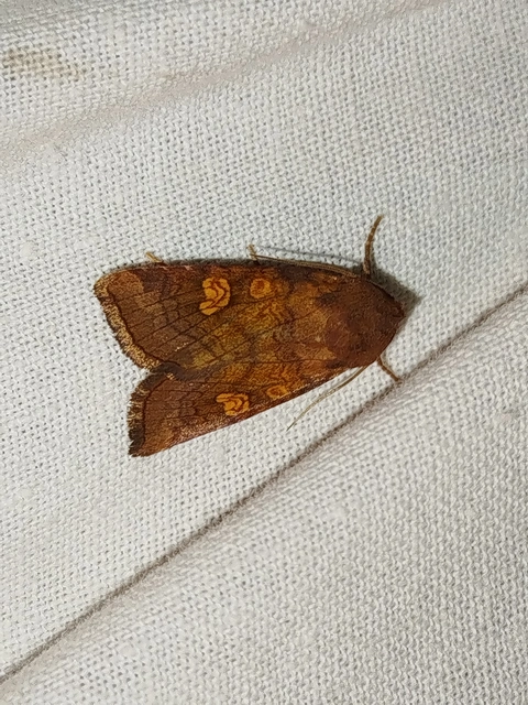 Amphipoea