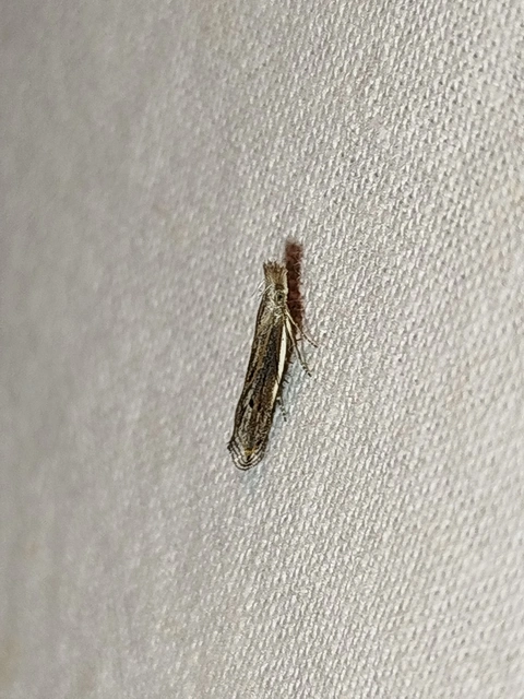 Sophronia semicostella - rozsdaszürke sarlósmoly