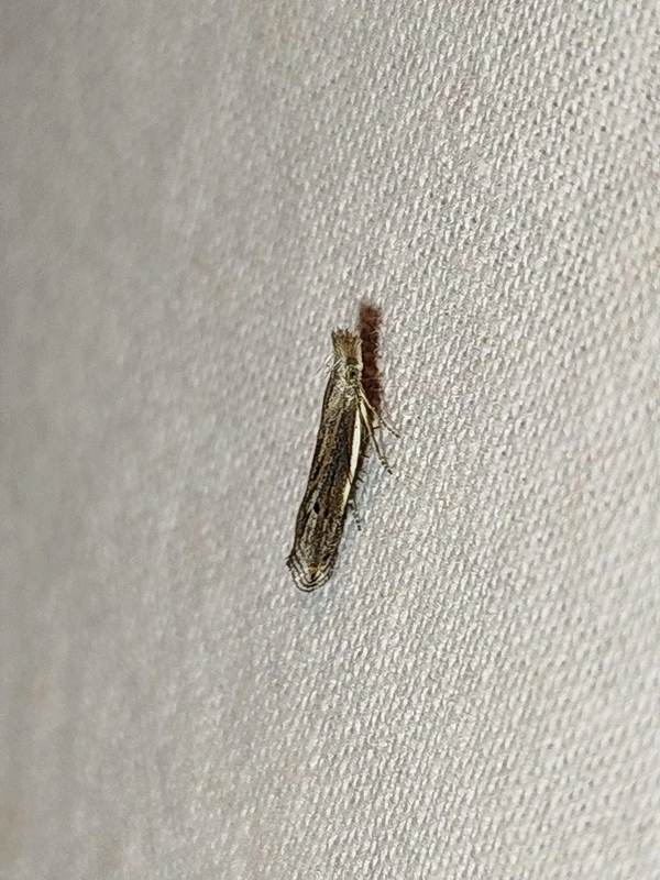 Sophronia semicostella - rozsdaszürke sarlósmoly
