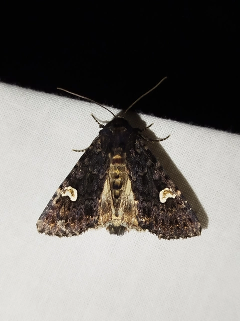 Melanchra persicariae - fehérfoltos kertibagoly