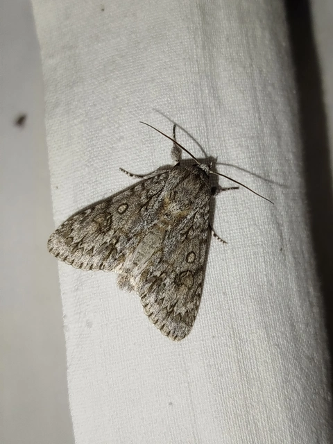 Acronicta aceris - vadgesztenye-szigonyosbagoly