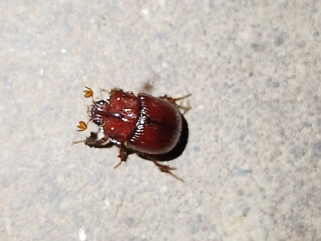 Odonteus armiger - mozgószarvú álganéjtúró